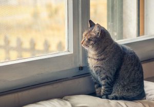 Zabezpieczenie okna przed kotem - jak to zrobić?